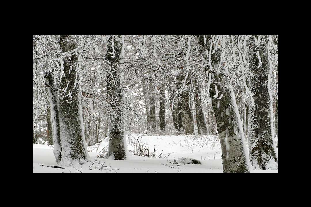 Trees Trees